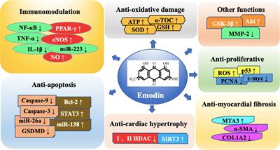 Molecular Mechanisms of Action of Emodin: As an Anti-Cardiovascular Disease Drug